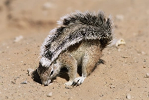 Xerus Inauris Species Prints: Ground squirrel