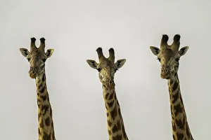 A group of Giraffes (Giraffa), Amboseli National Park, Kenya, East Africa, Africa A group of Giraffes (Giraffa), Amboseli National Park, Kenya, East Africa, Africa