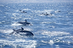 Group of striped dolphins (Stenella coeruleoalba) swimming Group of striped dolphins (Stenella coeruleoalba) swimming