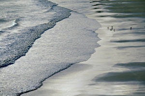 Outer Hebrides Beach Prints: Gulls on beach