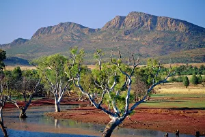 Gum trees in a billabong at Rawnsley and the south west escarpment of Wilpena Pound Gum trees in a billabong at Rawnsley and the south west escarpment of Wilpena Pound