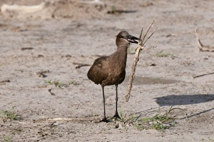 Hamerkop (Scapus umbretta), Khwai Concession Area, Okavango Delta, Botswana, Africa Hamerkop (Scapus umbretta), Khwai Concession Area, Okavango Delta, Botswana, Africa