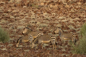 Hartmanns mountain zebra (Equus zebra hartmannae) Hartmanns mountain zebra (Equus zebra hartmannae)