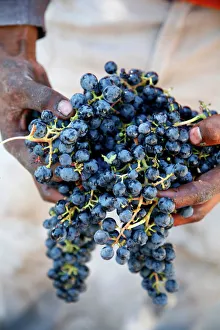 Harvest worker holding Malbec wine grapes, Mendoza, Argentina, South America Harvest worker holding Malbec wine grapes, Mendoza, Argentina, South America