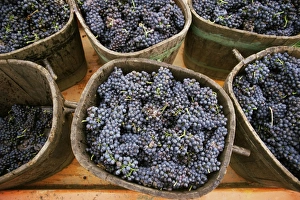 Harvested grapes, St. Joseph, Ardeche, Rhone Alpes, France, Europe Harvested grapes, St. Joseph, Ardeche, Rhone Alpes, France, Europe