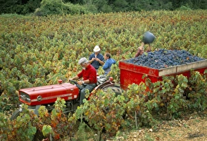 Harvesting grapes, near Bagnoles sur Ceze, Languedoc Roussillon, France, Europe Harvesting grapes, near Bagnoles sur Ceze, Languedoc Roussillon, France, Europe