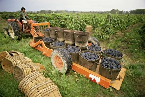 Harvesting grapes, St. Joseph, Ardeche, Rhone Alpes, France, Europe Harvesting grapes, St. Joseph, Ardeche, Rhone Alpes, France, Europe