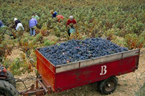 Harvesting grapes in a vineyard in the Rhone Valley, Rhone Alpes, France, Europe Harvesting grapes in a vineyard in the Rhone Valley, Rhone Alpes, France, Europe