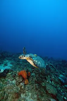 Hawksbill Turtle with Tracking Device Print