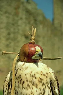 Head of hooded Saker falcon, Ludlow Castle, Shropshire, England, United Kingdom, Europe Head of hooded Saker falcon, Ludlow Castle, Shropshire, England, United Kingdom, Europe