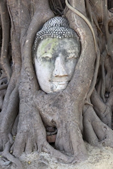 The head of the Sandstone Buddha image under a Bodhi tree, Wat Mahatat, Ayutthaya, UNESCO World Heritage Site The head of the Sandstone Buddha image under a Bodhi tree, Wat Mahatat, Ayutthaya, UNESCO World Heritage Site