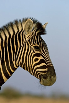Nature Portraits Prints: Head of a zebra