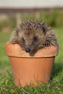 Prints of Hedgehog (Erinaceus europaeus), in plant pot, captive, United Kingdom, Europe Related Prints: Hedgehog (Erinaceus europaeus) Print - Captive UK Example