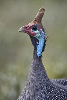 Helmeted Guinea fowl (Numida meleagris), Ngorongoro Crater, Tanzania, East Africa, Africa Helmeted Guinea fowl (Numida meleagris), Ngorongoro Crater, Tanzania, East Africa, Africa