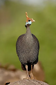 Helmeted guineafowl (Numida meleagris), Samburu National Reserve, Kenya Helmeted guineafowl (Numida meleagris), Samburu National Reserve, Kenya