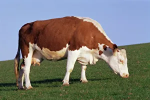 Hereford cow grazing on hillside, Chalk Farm, Willingdon, East Sussex, England Hereford cow grazing on hillside, Chalk Farm, Willingdon, East Sussex, England