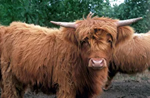 Great Britain Travel Photos Prints: Highland cattle