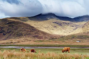 Highland cattle, Ben More in the distance, Isle of Mull, Scotland, United Kingdom, Europe Highland cattle, Ben More in the distance, Isle of Mull, Scotland, United Kingdom, Europe