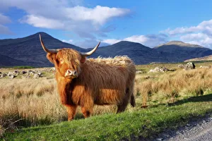 Highland cattle, Isle of Mull, Inner Hebrides, Scotland, United Kingdom, Europe Highland cattle, Isle of Mull, Inner Hebrides, Scotland, United Kingdom, Europe
