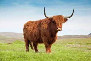 Highland cattle, Isle of Skye, Scotland, United Kingdom, Europe Highland cattle, Isle of Skye, Scotland, United Kingdom, Europe