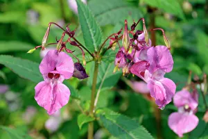 Himalayan balsam (Impatiens glandulifera) flowers and seed pods, Wiltshire, England, United Kingdom, Europe Himalayan balsam (Impatiens glandulifera) flowers and seed pods, Wiltshire, England, United Kingdom, Europe