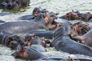 Hippopotamus (Hippopotamus amphibious) group bathing in the water, Queen Elizabeth National Park, Uganda, East Africa Hippopotamus (Hippopotamus amphibious) group bathing in the water, Queen Elizabeth National Park, Uganda, East Africa
