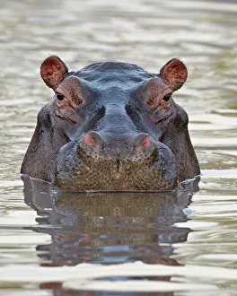 Hippopotamus (Hippopotamus amphibius), Serengeti National Park, Tanzania Hippopotamus (Hippopotamus amphibius), Serengeti National Park, Tanzania