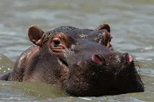 An hippoptamus (Hippopotamus amphibius) submerged in water and looking at the camera An hippoptamus (Hippopotamus amphibius) submerged in water and looking at the camera