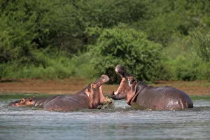 South African Wildlife Prints: Hippos fighting