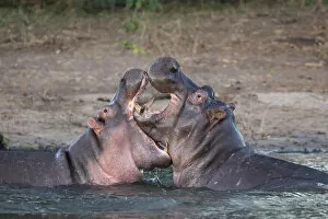 Images Dated 30th May 2018: Hippos (Hippopotamus amphibius) playfighting, Chobe River, Botswana, Africa