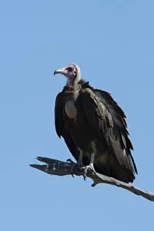 Images Dated 20th July 2017: Hooded vulture (Necrosyrtes monachus), Khwai Conservation Area, Okavango Delta, Botswana