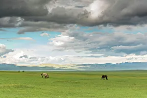 Horses grazing on the Mongolian steppe under a cloudy sky, South Hangay, Mongolia Horses grazing on the Mongolian steppe under a cloudy sky, South Hangay, Mongolia