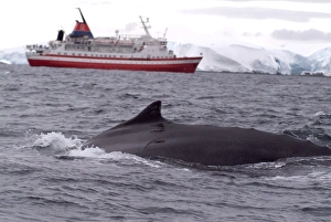 Humpback whale in front of cruise ship, Antarctica, Polar Regions Humpback whale in front of cruise ship, Antarctica, Polar Regions