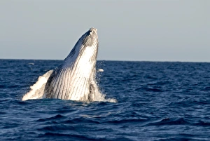 Madagascar Prints: Humpback Whale Print, Ile Sainte Marie, Madagascar