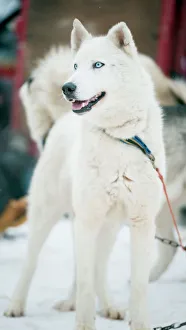 Huskies at an international dog sled race, La Grande Odyssee Savoie Mont Blanc, Haute-Savoie, France, Europe Huskies at an international dog sled race, La Grande Odyssee Savoie Mont Blanc, Haute-Savoie, France, Europe