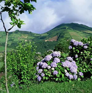 European Hydrangeas Prints: Hydrangeas in bloom