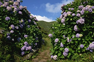 Horizontal Landscape Photography Europe Prints: Hydrangeas, a feature of the landscape of the island, Sao Jorge, Azores, Portugal, Europe