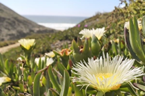 Ice plant (Hottentot fig) (Carpobrotus edulis), yellow form, flowering in a dense carpet, Praia do Martinhal dunes Ice plant (Hottentot fig) (Carpobrotus edulis), yellow form, flowering in a dense carpet, Praia do Martinhal dunes