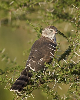 Immature Gabar goshawk (Micronisus gabar), Serengeti National Park, Tanzania, East Africa Immature Gabar goshawk (Micronisus gabar), Serengeti National Park, Tanzania, East Africa