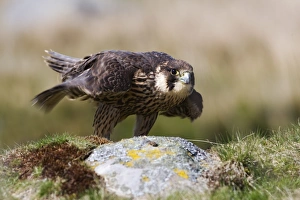 Immature peregrine falcon (Falco peregrinus), captive, United Kingdom, Europe Immature peregrine falcon (Falco peregrinus), captive, United Kingdom, Europe