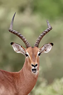 Impala (Aepyceros melampus) buck chewing its cud, Kruger National Park Impala (Aepyceros melampus) buck chewing its cud, Kruger National Park