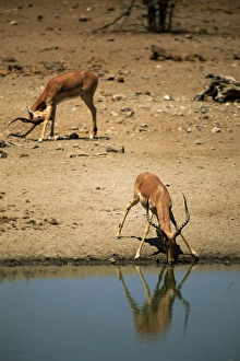 Impala (Aepyceros melampus) drinking, Mashatu Game Reserve, Botswana, Africa Impala (Aepyceros melampus) drinking, Mashatu Game Reserve, Botswana, Africa