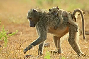 Infant Chacma baboon (Papio ursinus) riding on its mothers back, Imfolozi Game Reserve Infant Chacma baboon (Papio ursinus) riding on its mothers back, Imfolozi Game Reserve