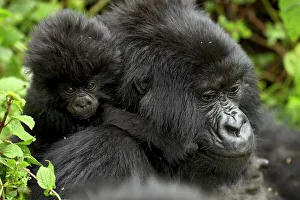 Mountain Gorilla Print - Mother and Infant in Volcanoes National Park