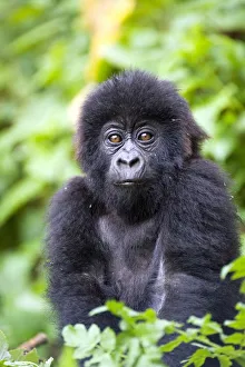Infant mountain gorilla (Gorilla gorilla beringei) Infant mountain gorilla (Gorilla gorilla beringei)