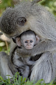 Infant Vervet Monkey (Chlorocebus aethiops), Kruger National Park, South Africa, Africa Infant Vervet Monkey (Chlorocebus aethiops), Kruger National Park, South Africa, Africa