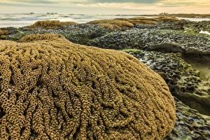 Intertidal sand reef made by the sandcastle worm, Playa Guiones beach, Nosara, Nicoya Peninsula, Guanacaste Province Intertidal sand reef made by the sandcastle worm, Playa Guiones beach, Nosara, Nicoya Peninsula, Guanacaste Province