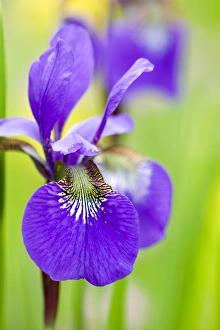 German Irises Prints: Iris, Iris sibirica
