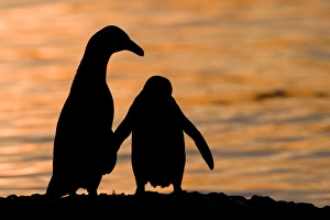 Boulders Beach Penguins Prints: Jackass Pinguin