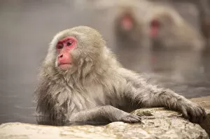 Images Dated 27th December 2018: Japanese macaque in hot spring, Jigokudani, Nagano, Japan, Asia